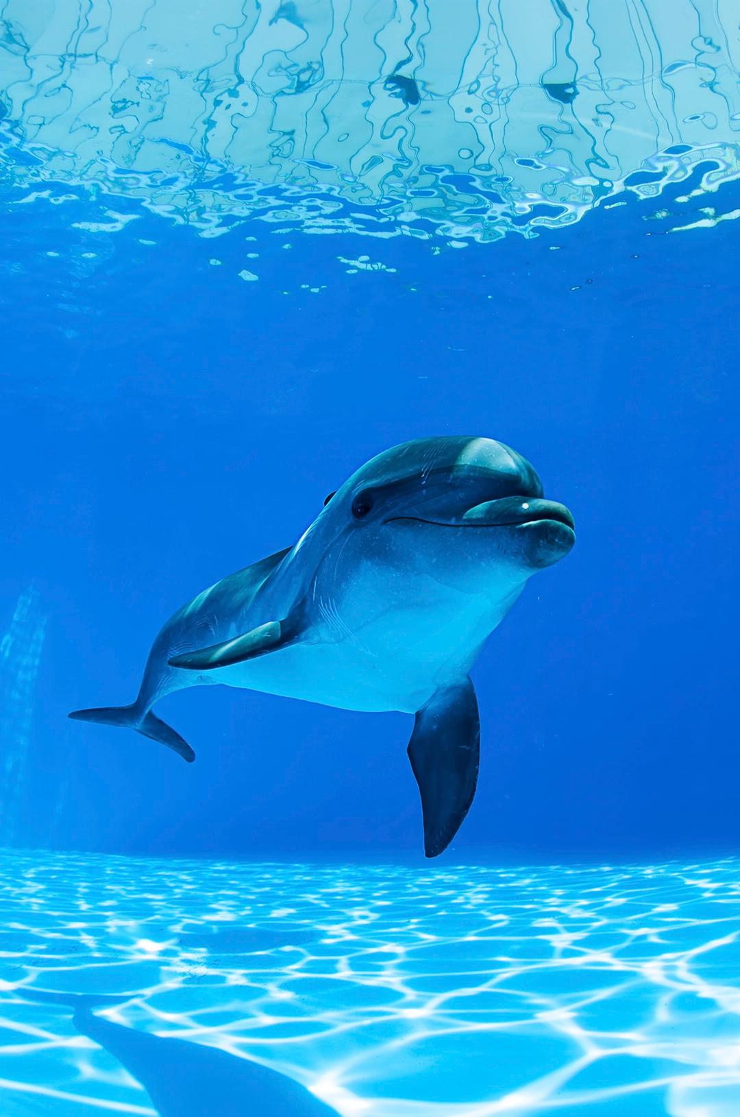Dolphin swimming underwater in clear blue water